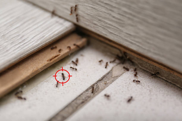Best Pest Removal Services  in Silver Firs, WA